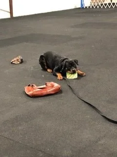 Winston Salem Dog Training Club