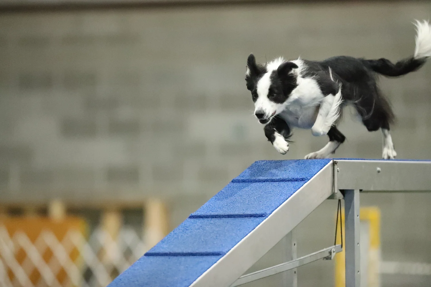 K9s In Motion, LLC