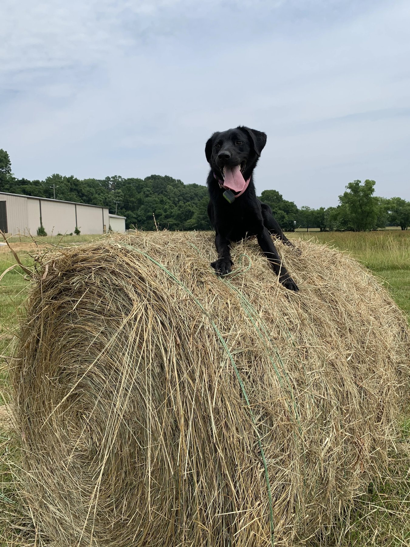 Tails of Success, LLC