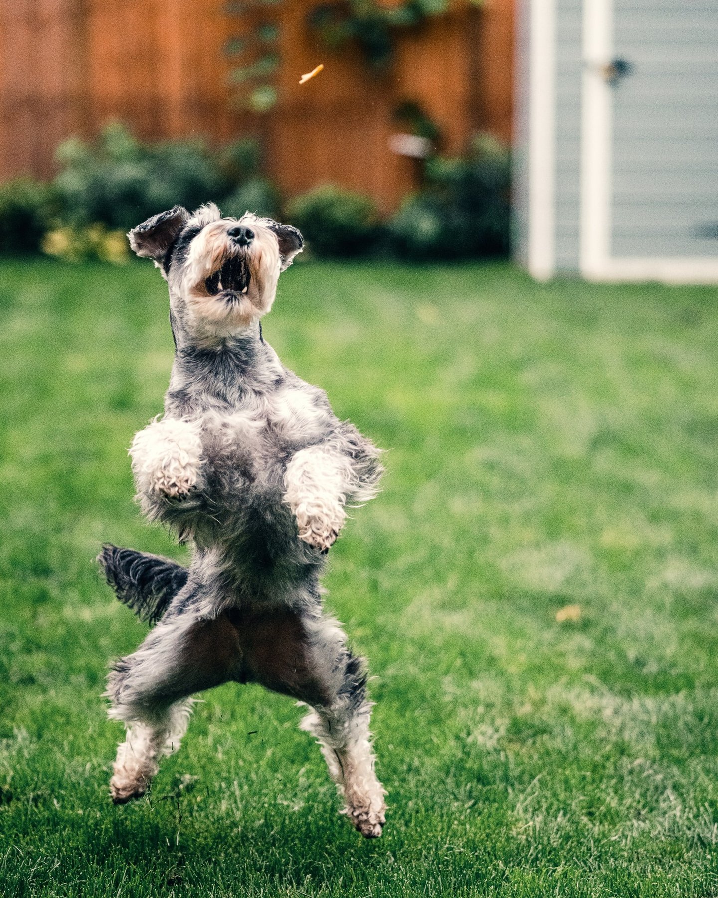 Westchester Animal Behavior — dog trainer in White Plains & Westchester, NY