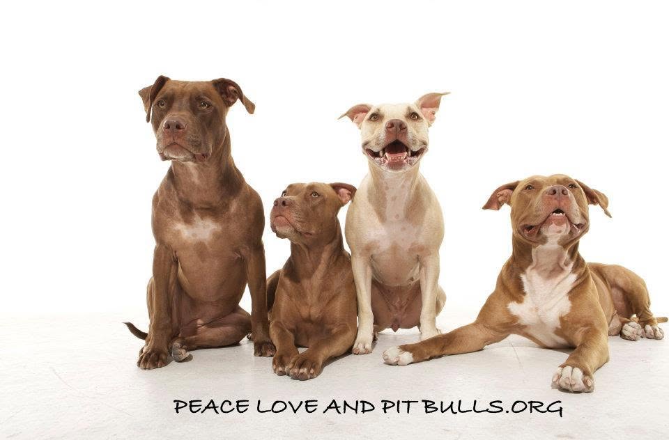 Peace, Love and Pitbulls