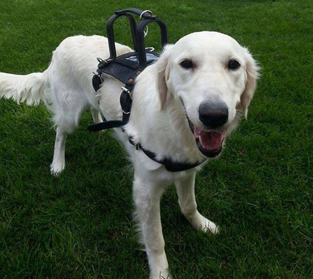 Tails for Life Inc — dog trainer in Fond du Lac, WI