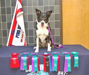 Canine Team Training