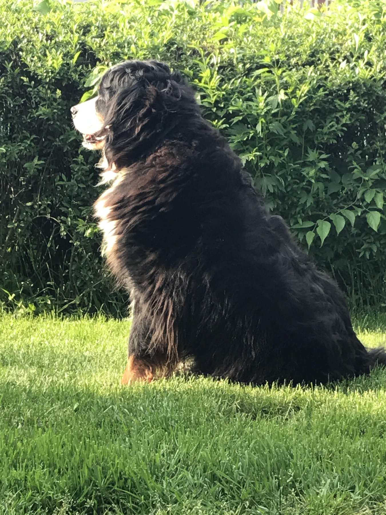 Training, Walks & Petsits By Paula, LLC