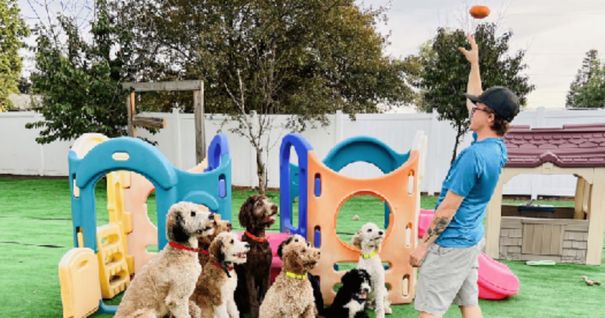 Four Legged Paws LLC