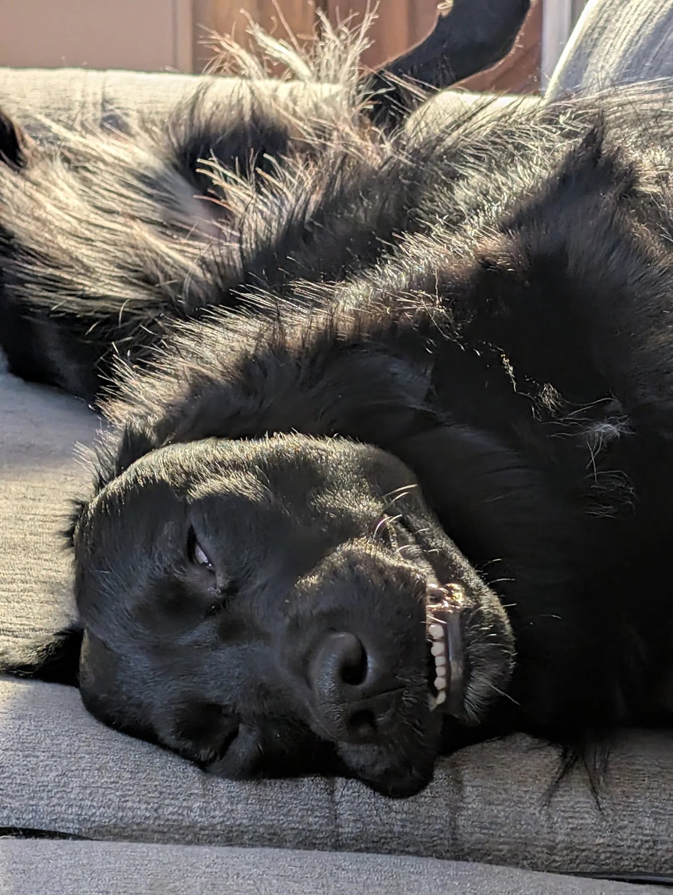 Best In Mind Dog Training