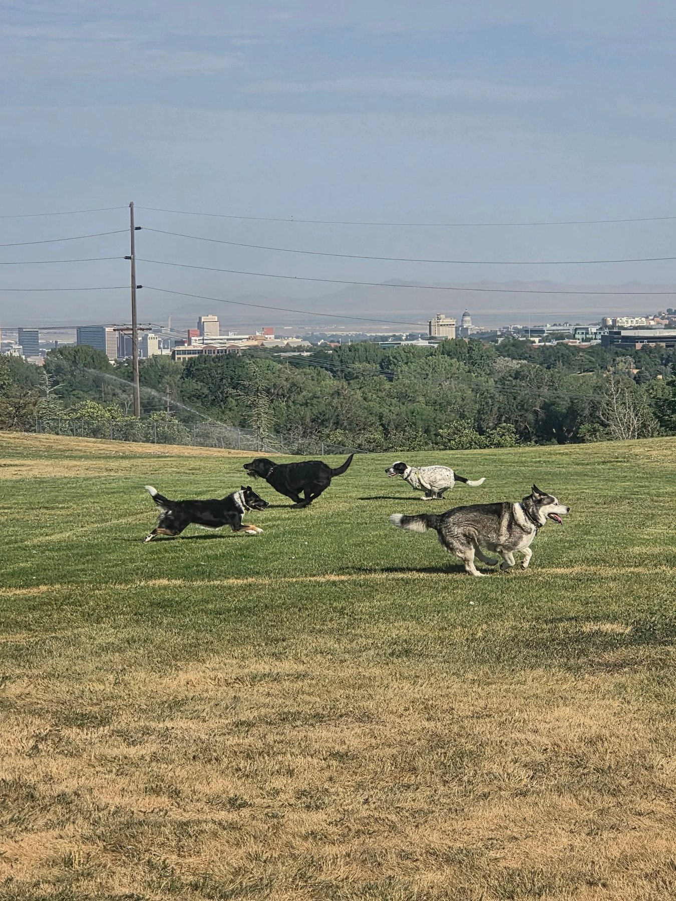 Dog ‘n Butterfly