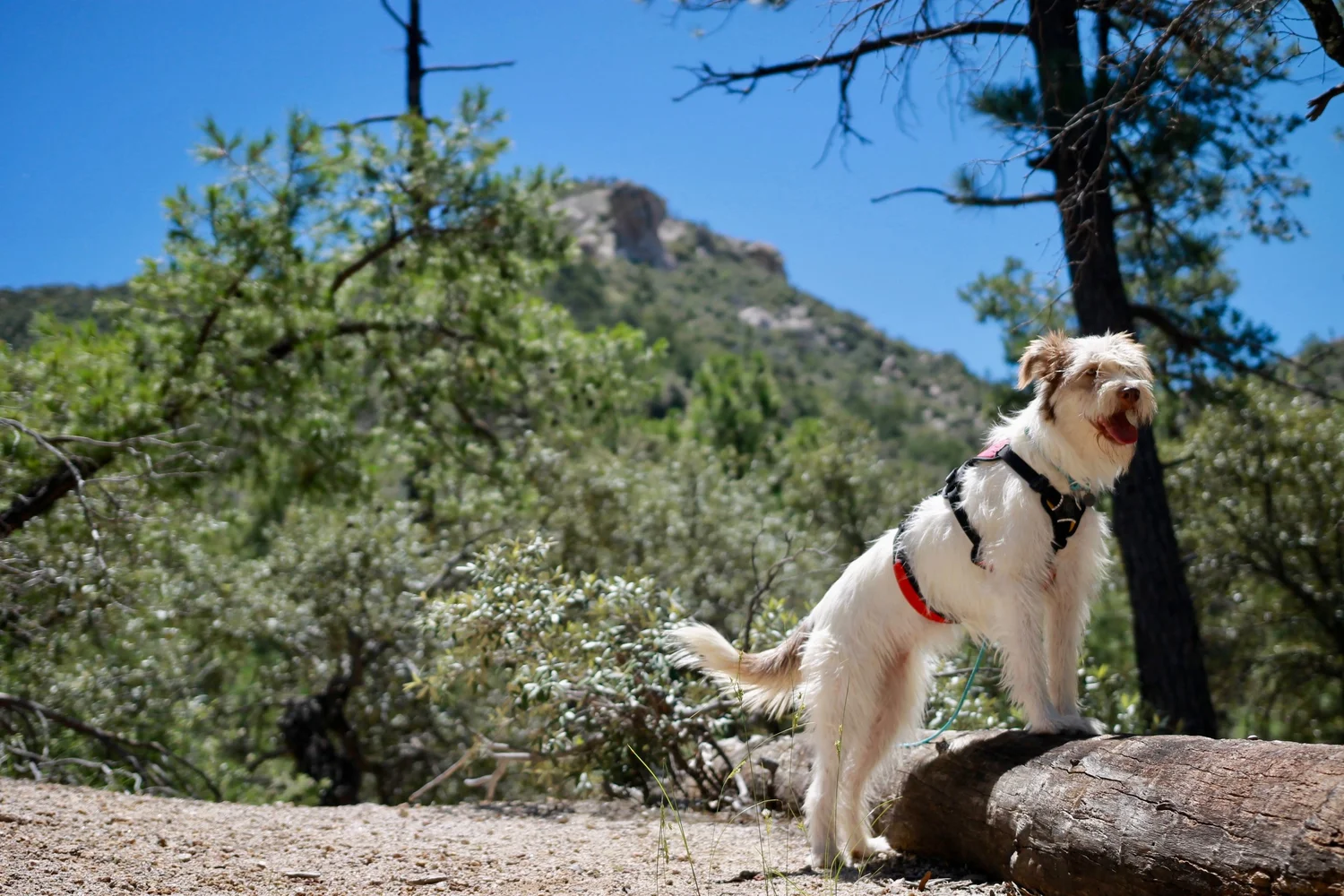 Sandy McPadden Animal Behavior Consulting