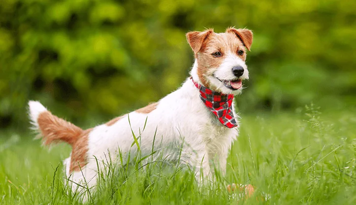 Ruff House Dog Resort