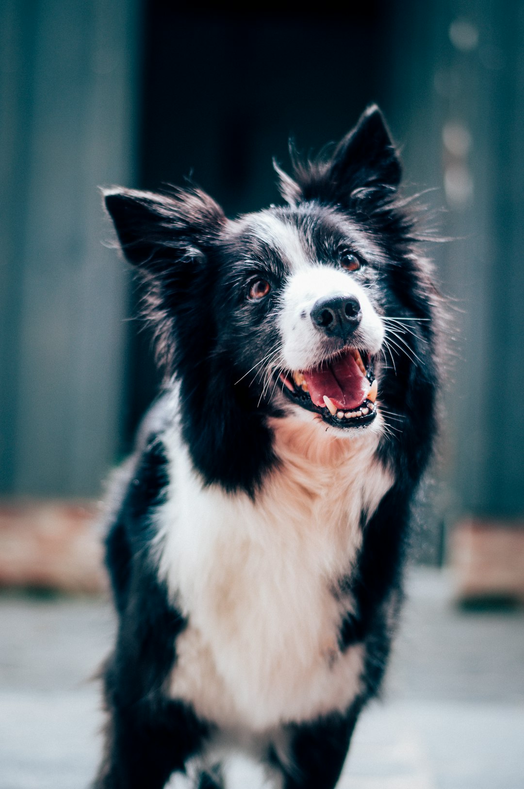 Two Hearts Dog Training