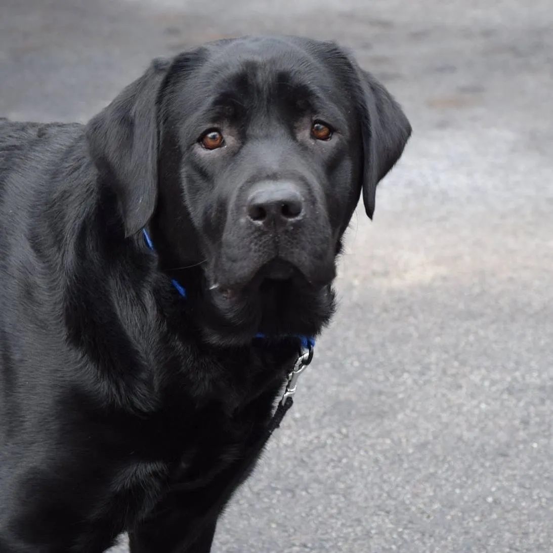 Rand Park Dog Training Club, Inc