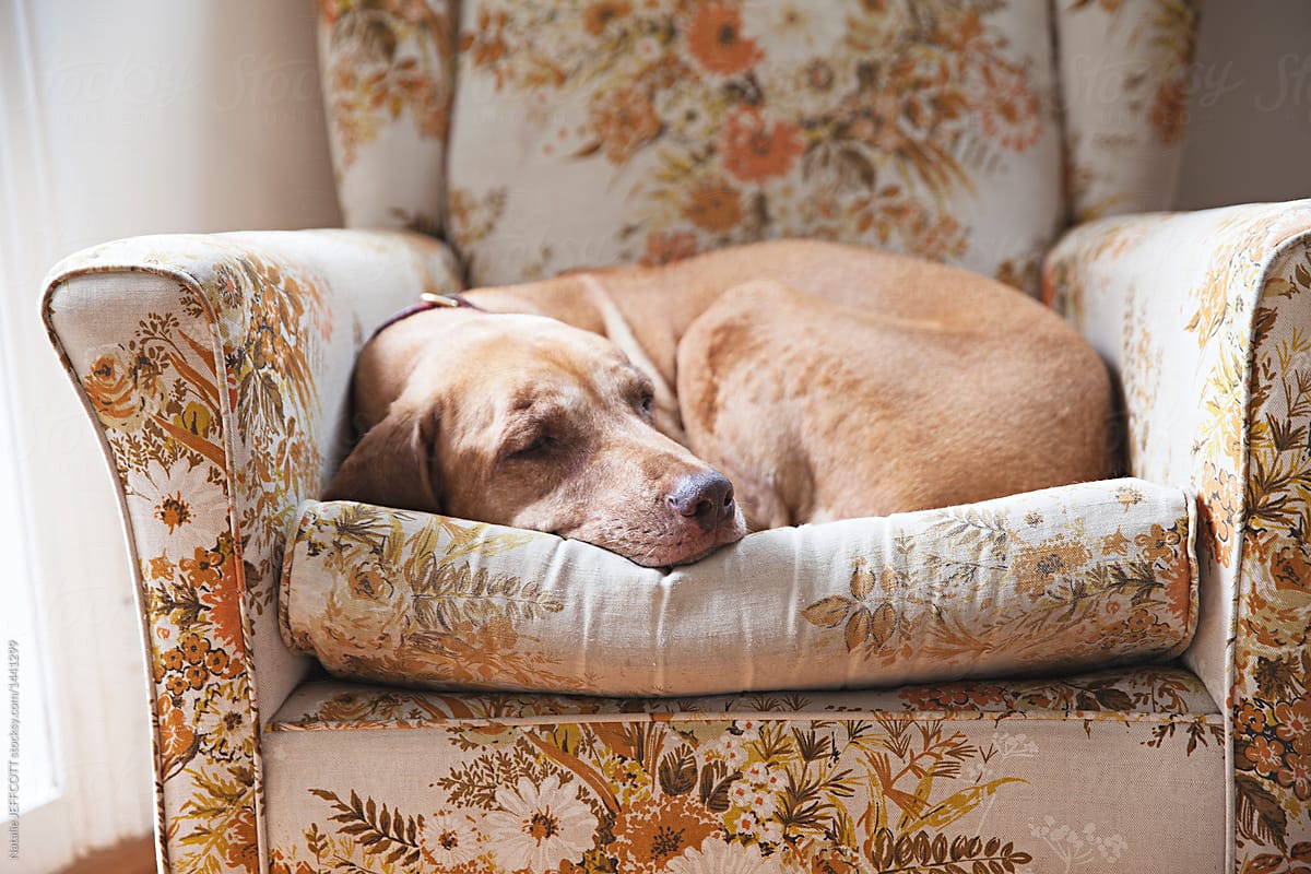 Dog Tranquility LLC
