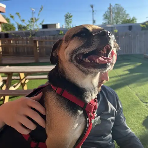 The Bark