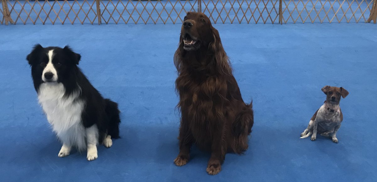 Azalea Dog Training Club