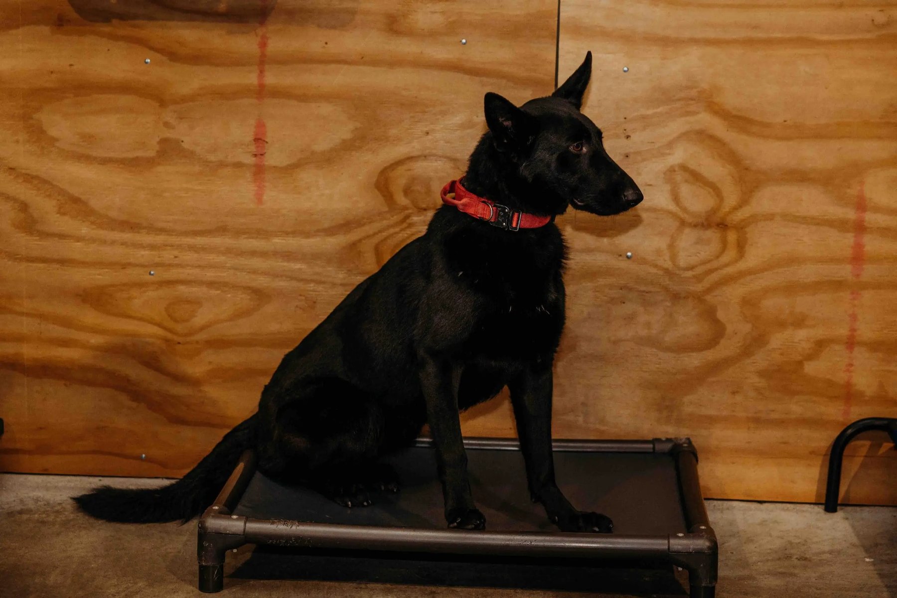 Independent K-9 L.L.C. — dog trainer in Martinsburg, WV