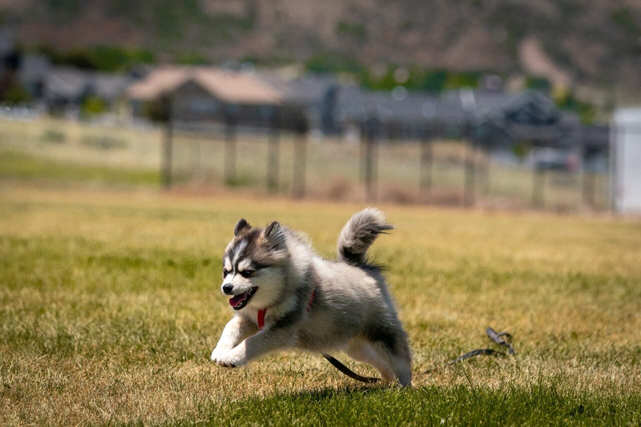 Innovative K9 Academy