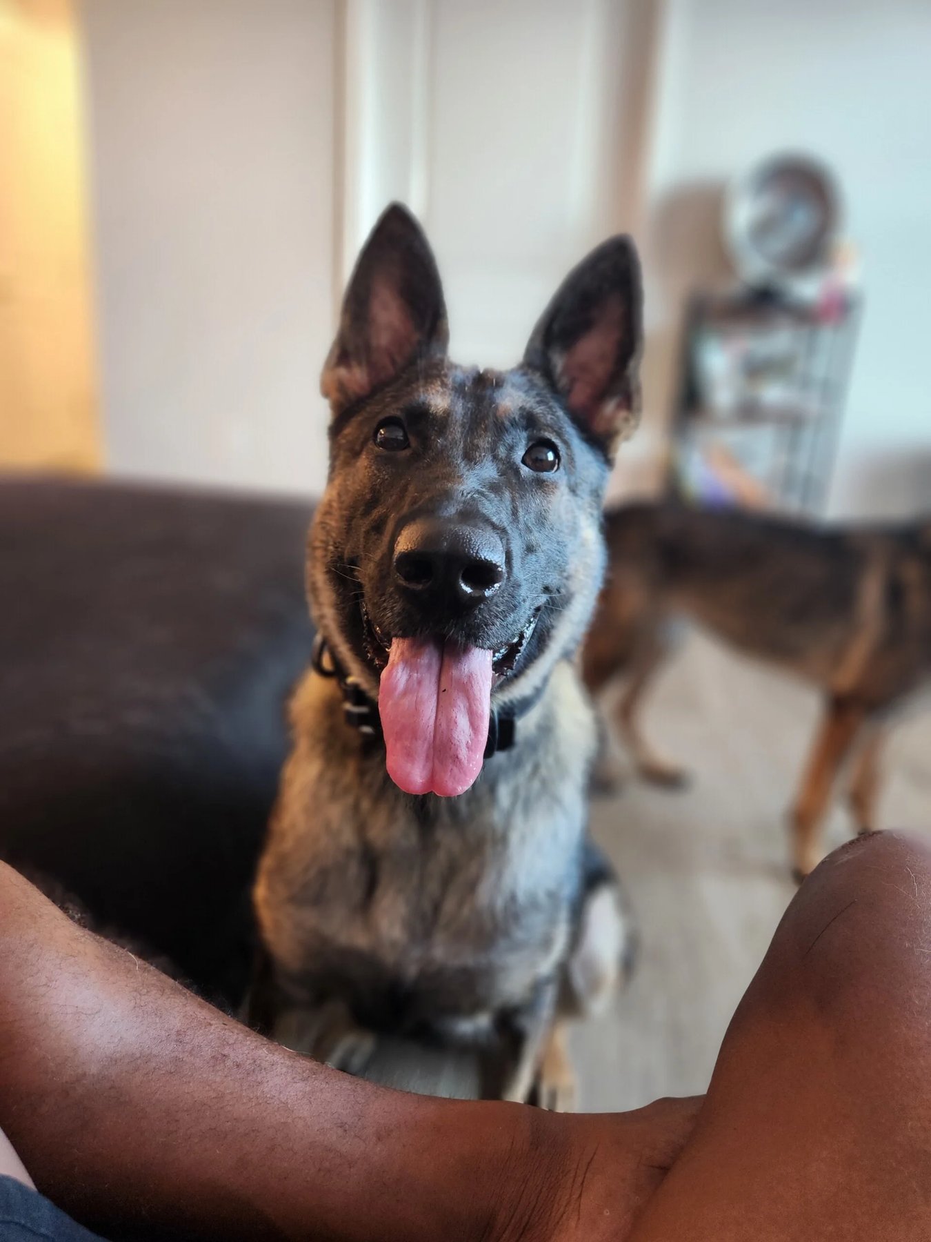 Ghost k9 Services