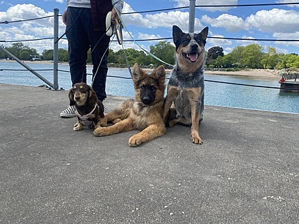 Midwest Mutts Dog Training