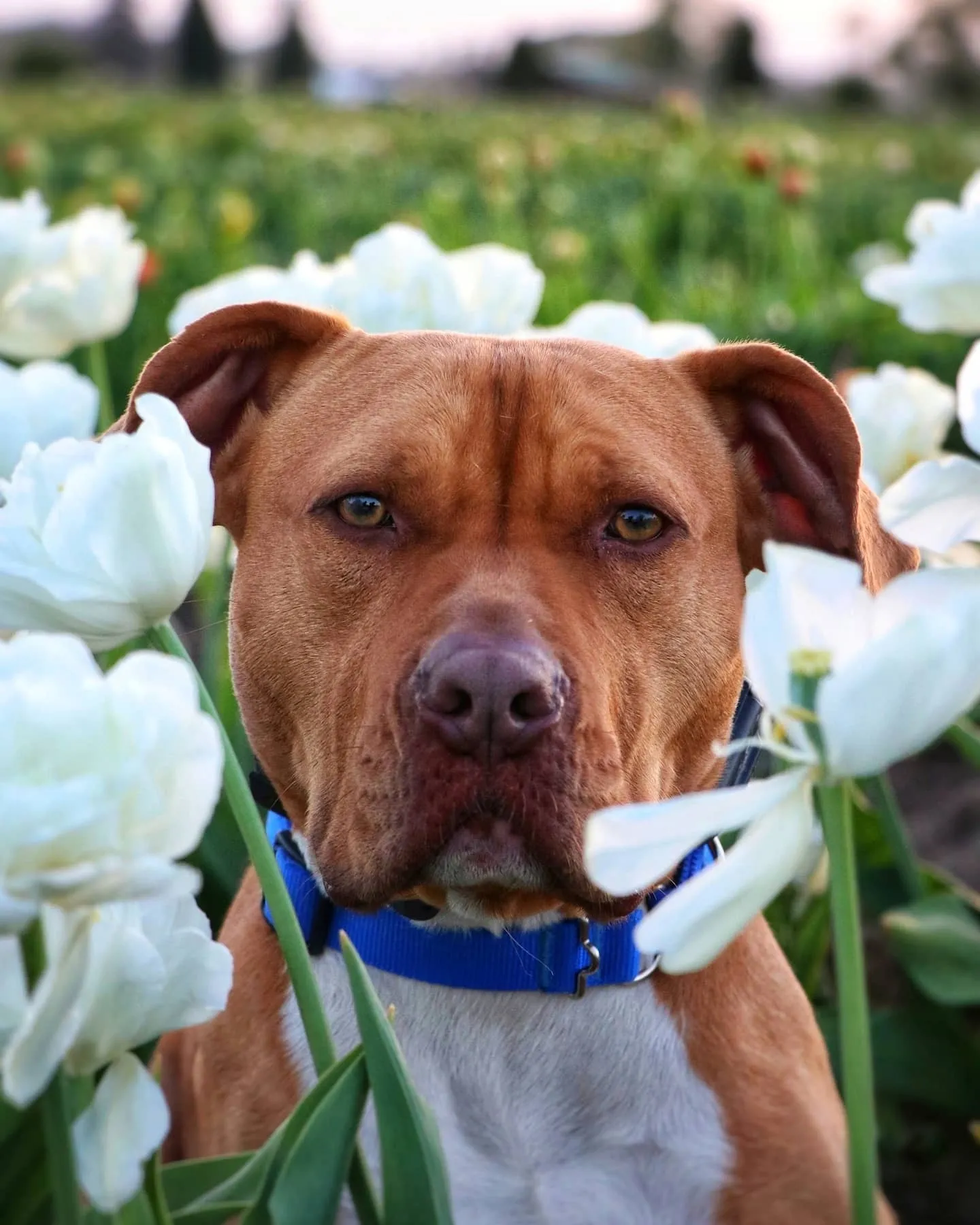 MJ’s Dog Training LLC