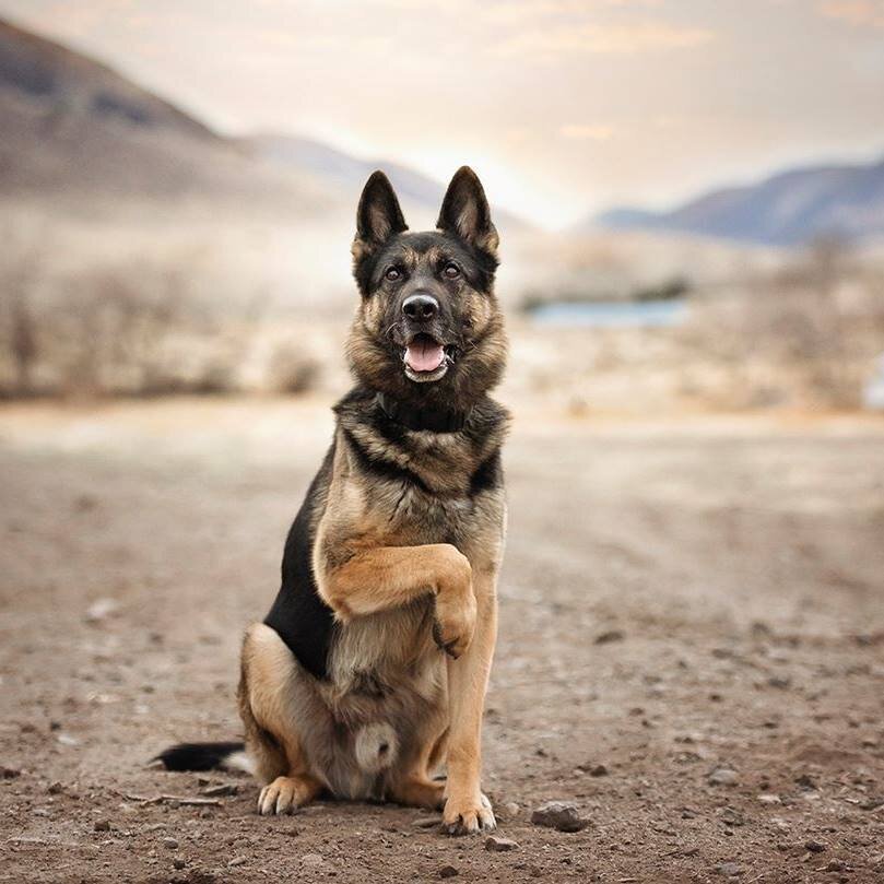 Evolved K9 Training