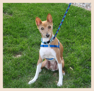 Pawsitive Directions Behavior & Training, LLC