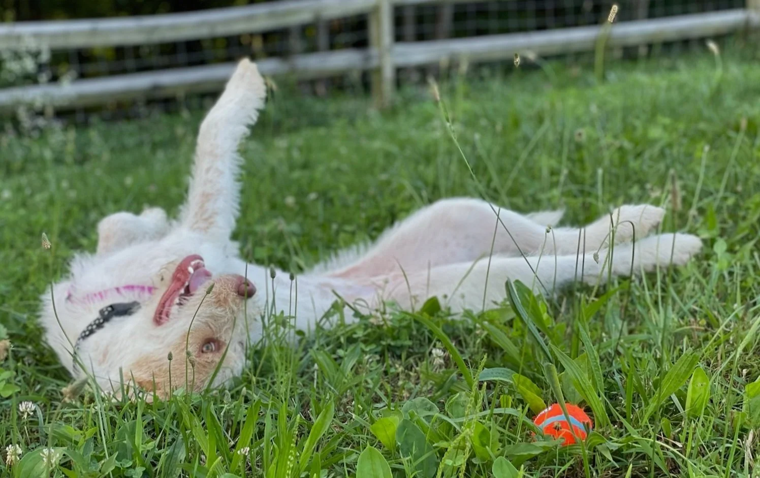 Aunt Karen’s Dog Behavior WNC