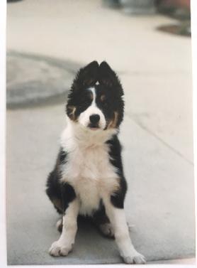 Green Valley Canine