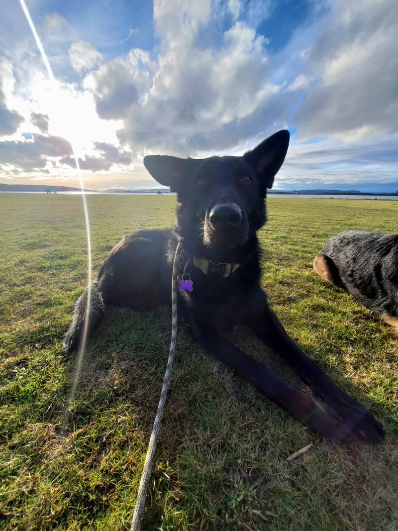 Daily K9 Academy