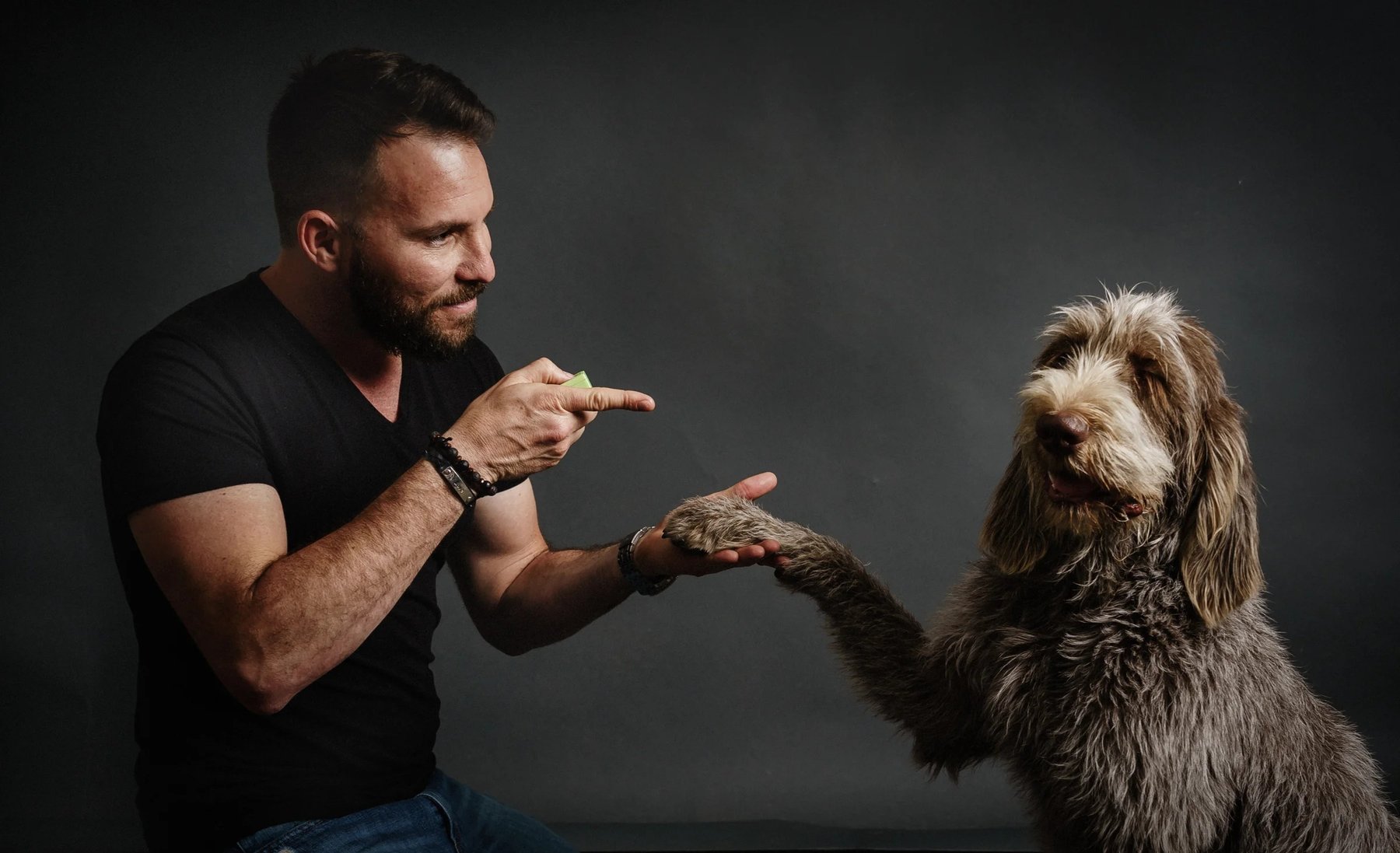 AV Dog Training