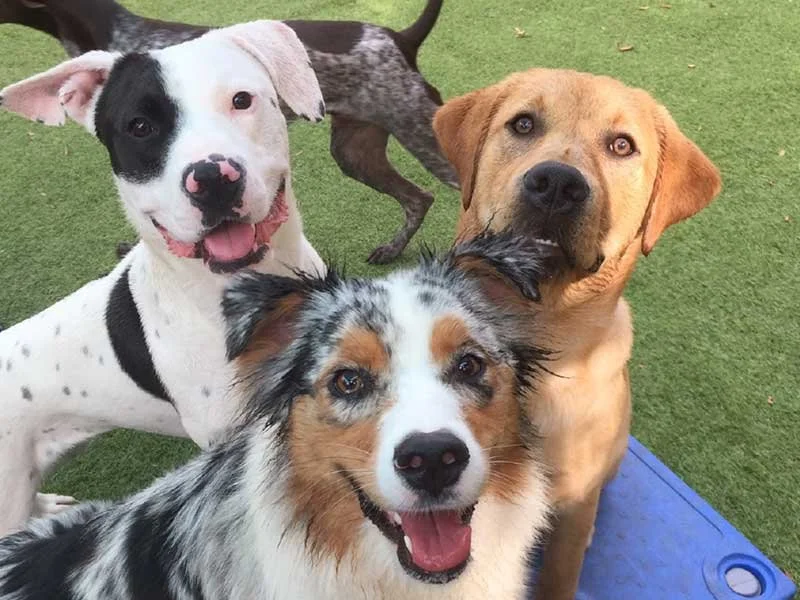 Your Dog’s Best Friends