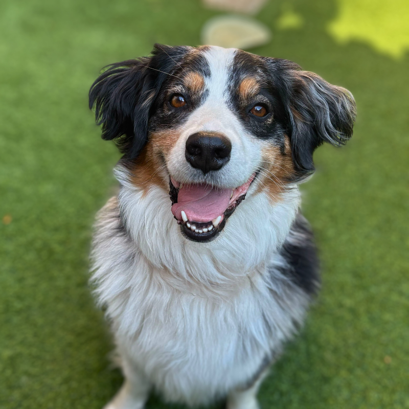Happy With Dogs — dog trainer in Howell, MI