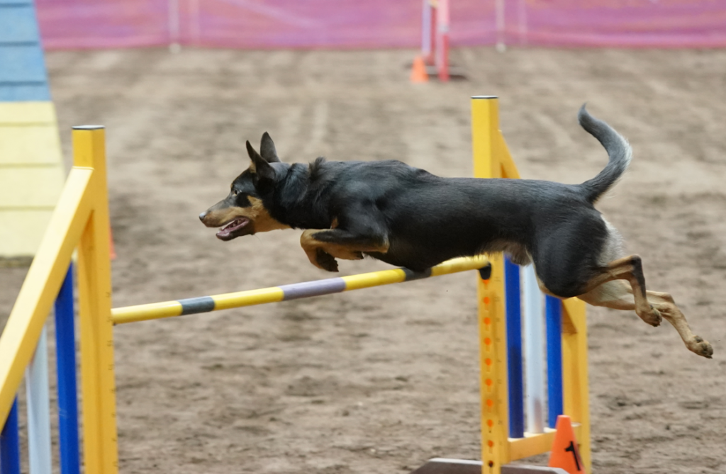 High Flyer Agility Center