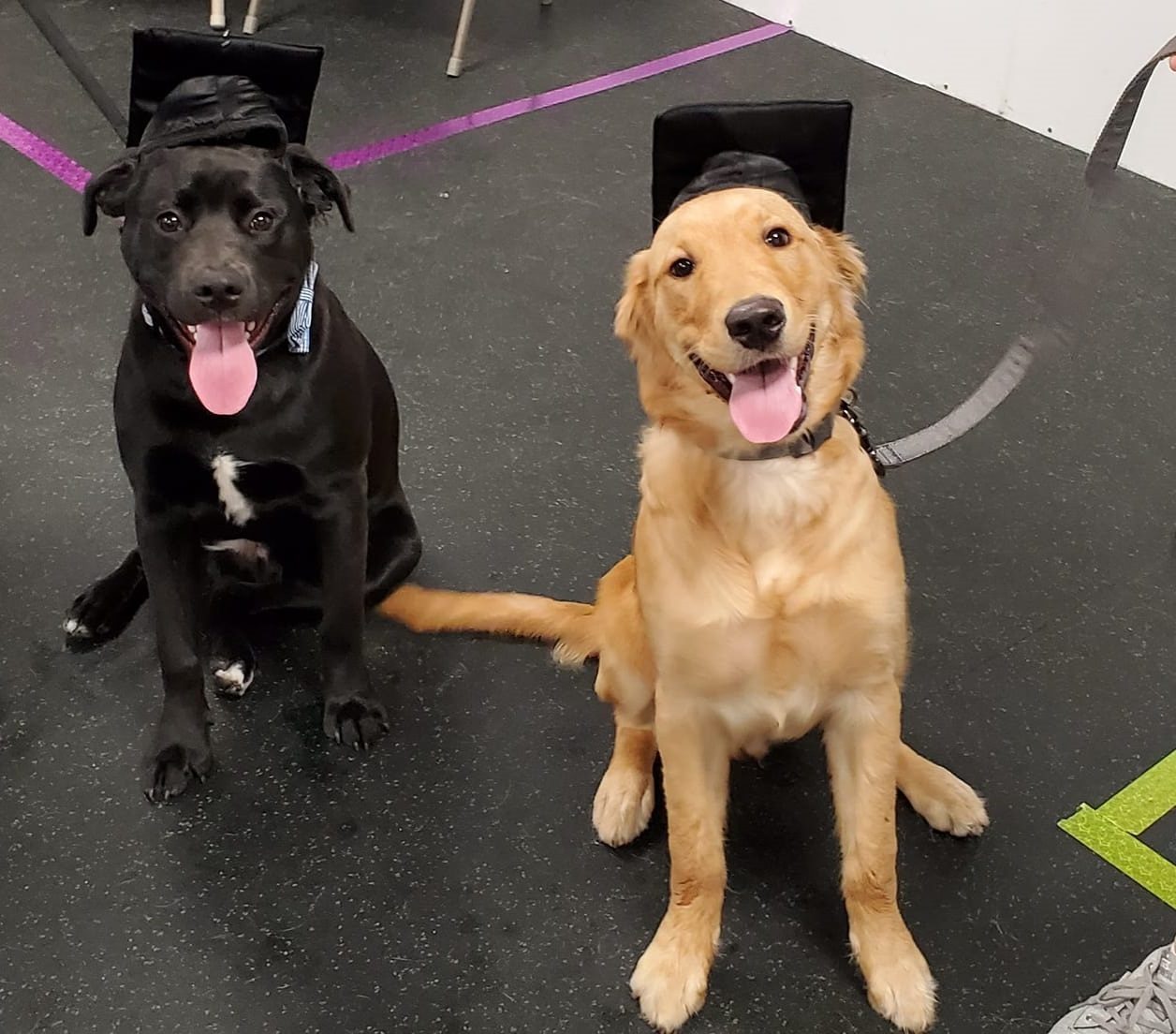 Teamworks Dog Training, llc