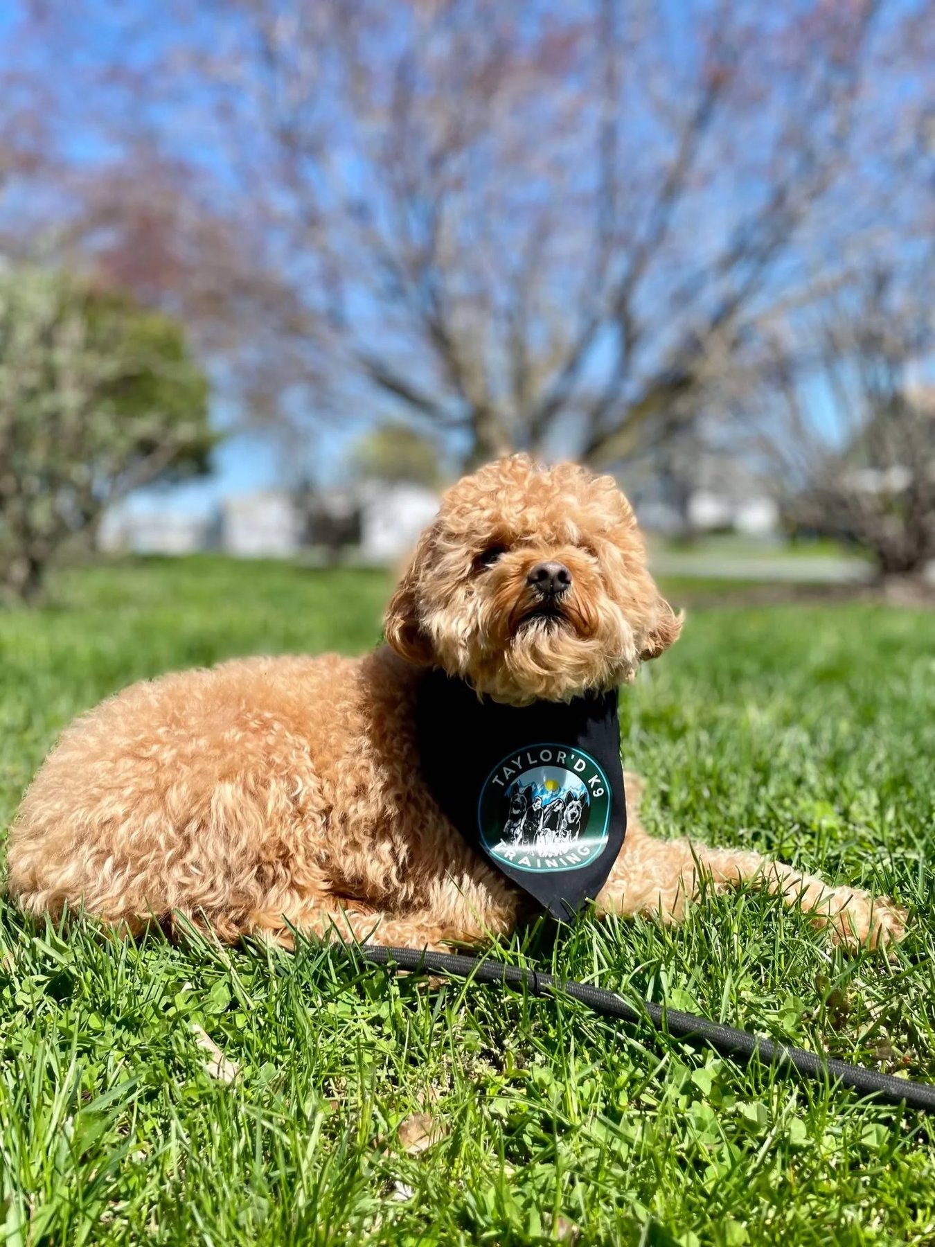 Taylor’d K9 Training and Dog Supplies logo