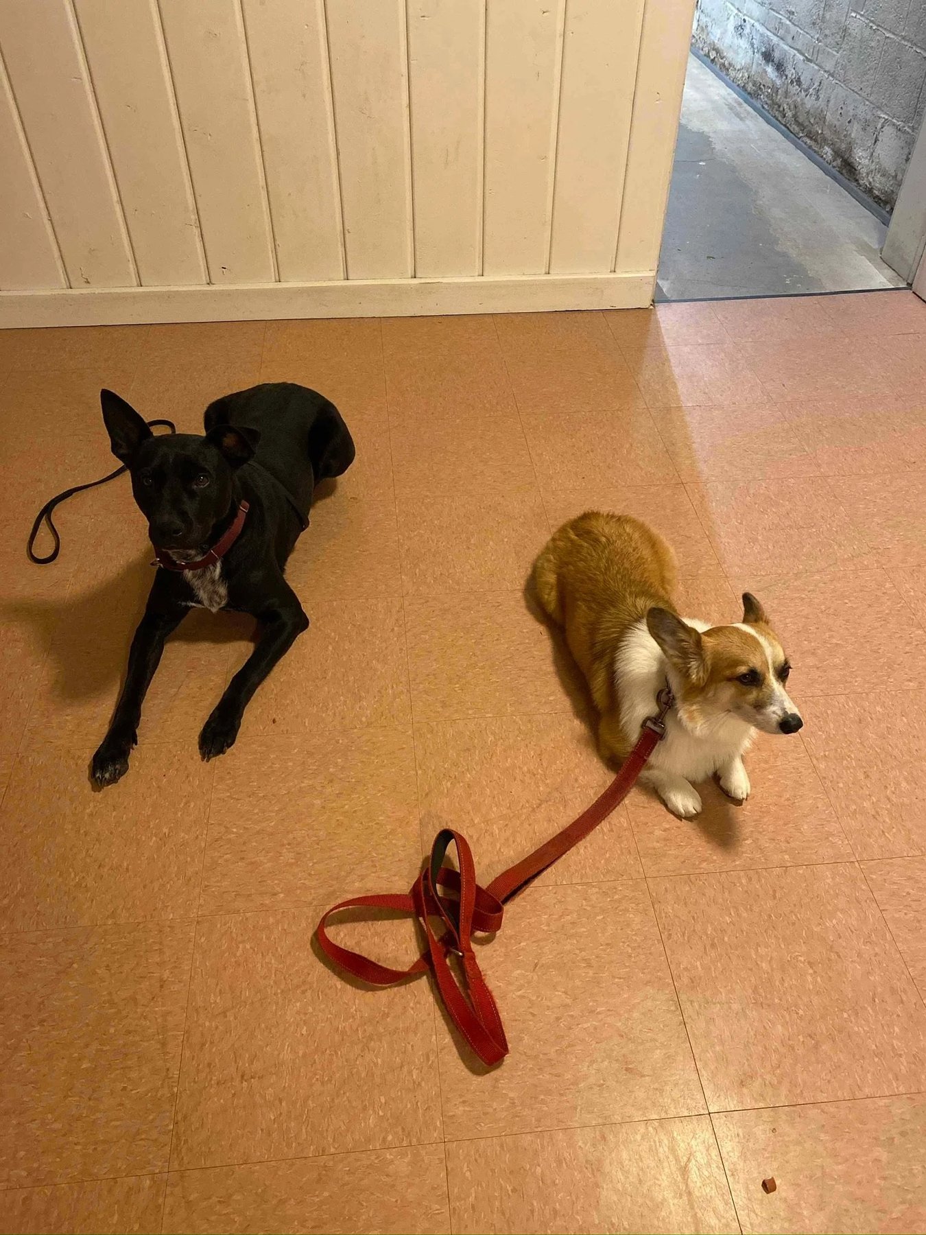 Nova Pack Dog Training LLC