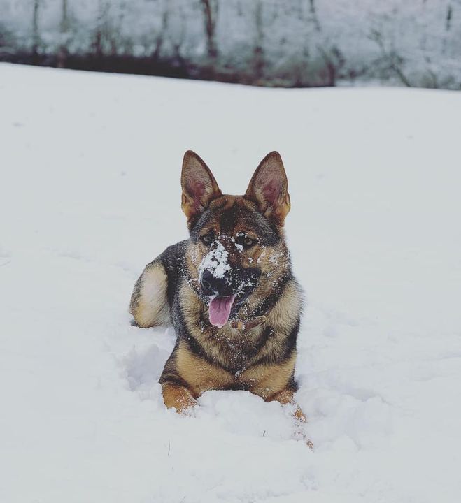 Camp K-9