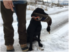 Brookside Gun Dogs, LLC