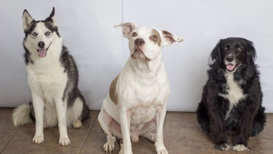 Personal Dog Training