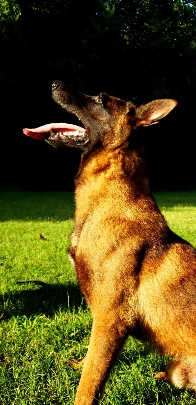 Okc K9 Academy LLC