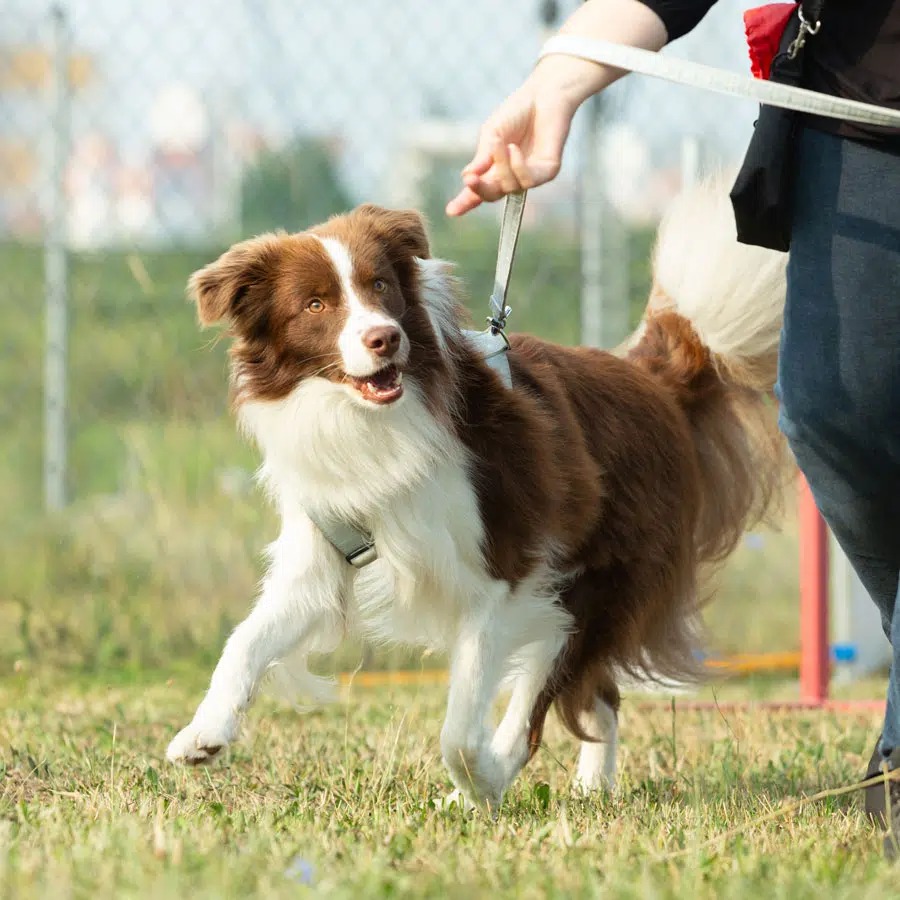 Connected Canine Academy