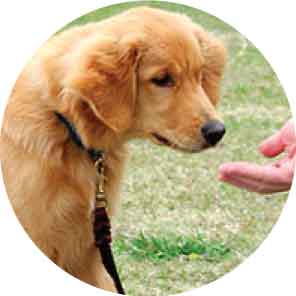 Ann Becnel Companion Dogs