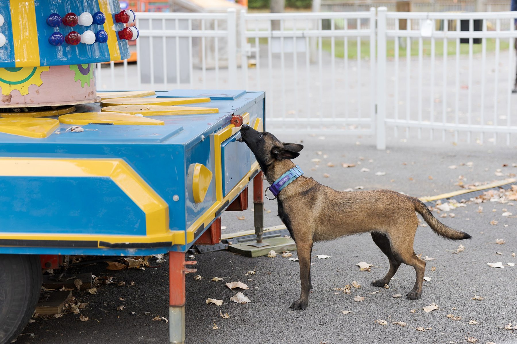 Do Over Dog Training