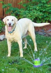 The Pawsitive Center for Dogs Inc