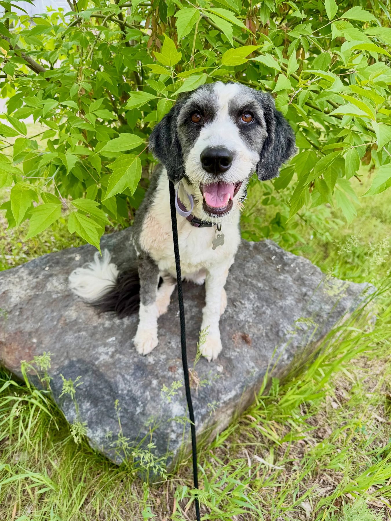 Black Onyx Dog Training LLC