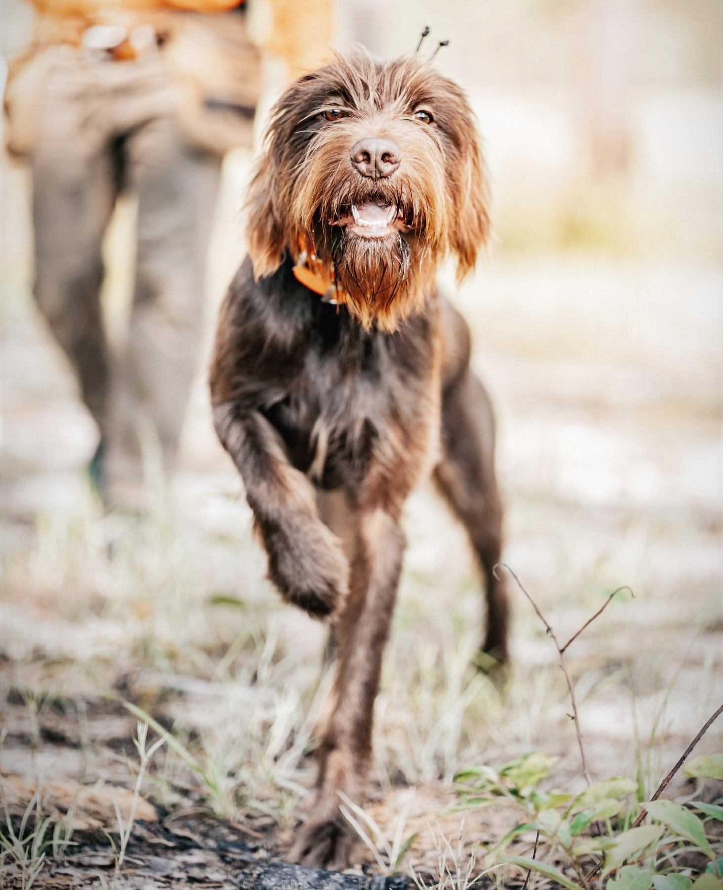 LIBERTY CANINE – LLC