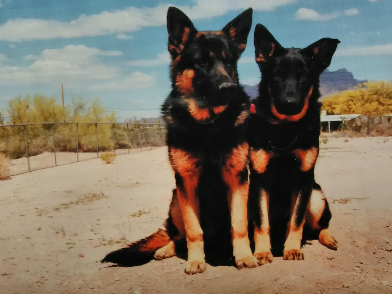 USA DOG TRAINING ACADEMY