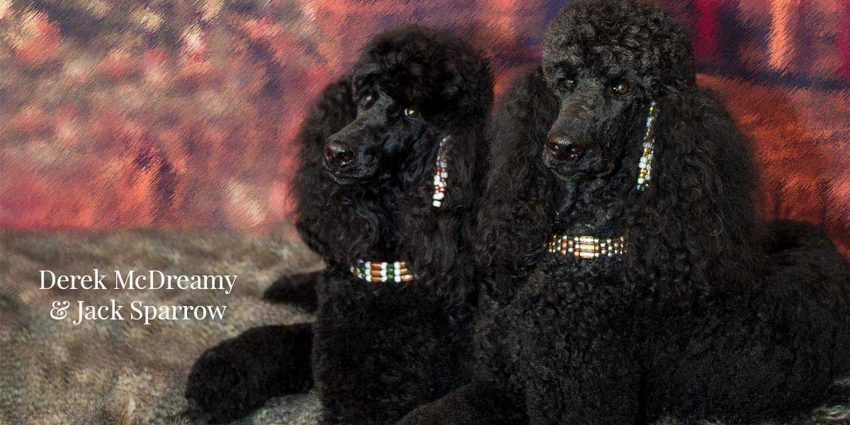 Pet Time Dog Training