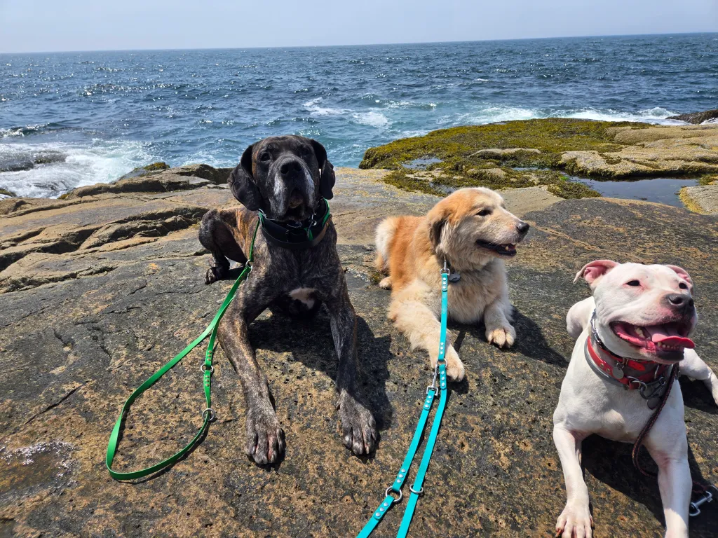 Dream Team K9