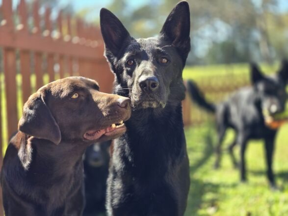 Love My Dog Inc.