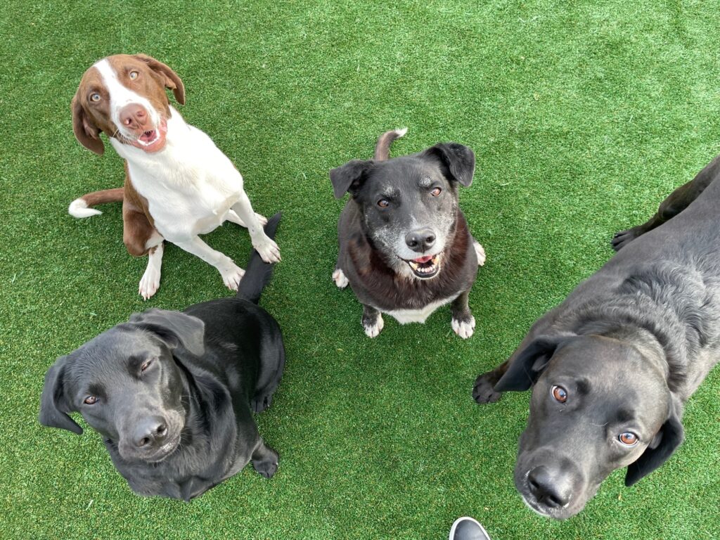Sled & Breakfast Dog Daycare, Boarding, Training, & Grooming